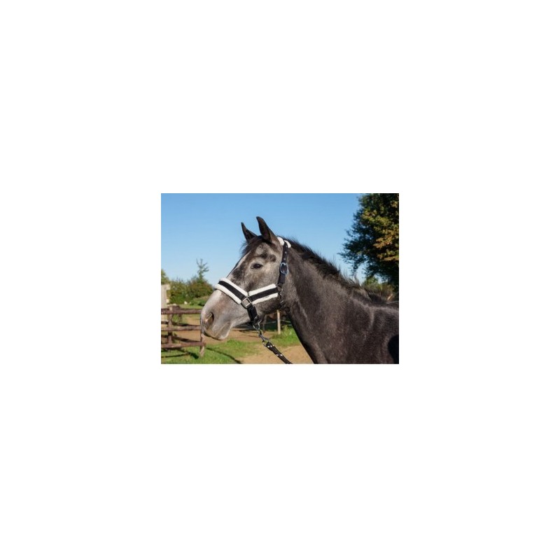 halter and lead set at the right price on equiracing.fr 